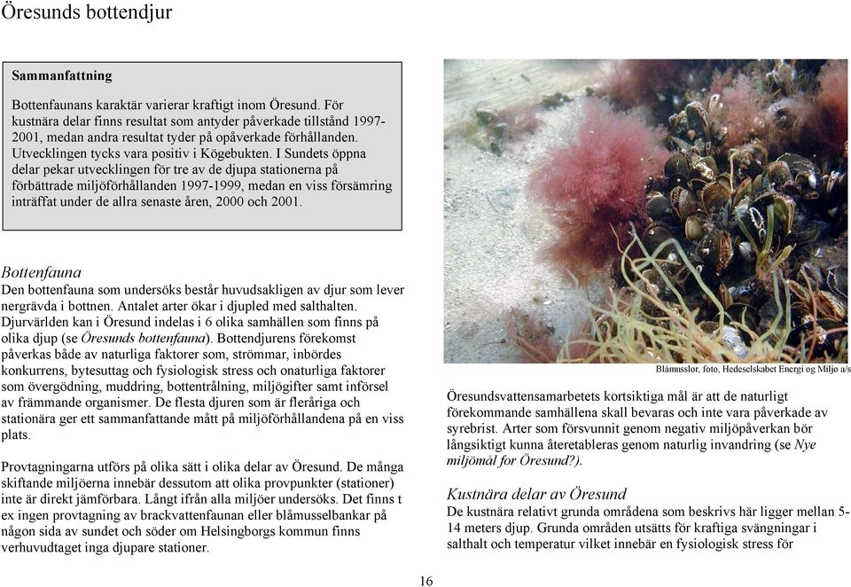 I Sundets öppna delar pekar utvecklingen för tre av de djupa stationerna på förbättrade miljöförhållanden 1997-1999, medan en viss försämring inträffat under de allra senaste åren, 2000 och 2001.