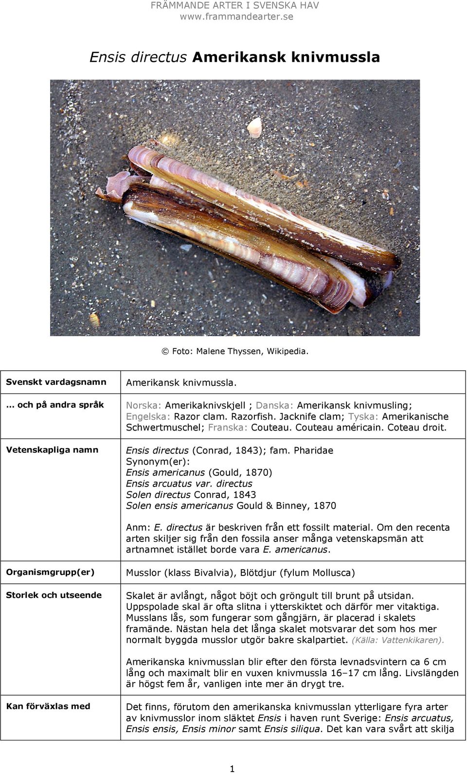 Ensis directus (Conrad, 1843); fam. Pharidae Synonym(er): Ensis americanus (Gould, 1870) Ensis arcuatus var. directus Solen directus Conrad, 1843 Solen ensis americanus Gould & Binney, 1870 Anm: E.