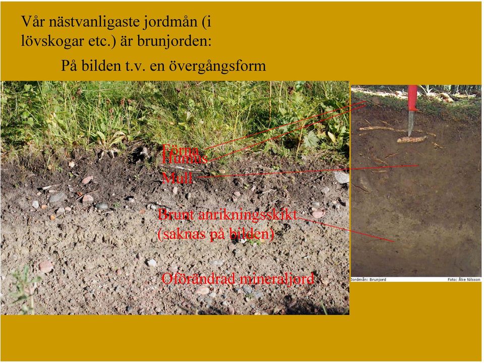 en övergångsform Förna Humus Mull Brunt