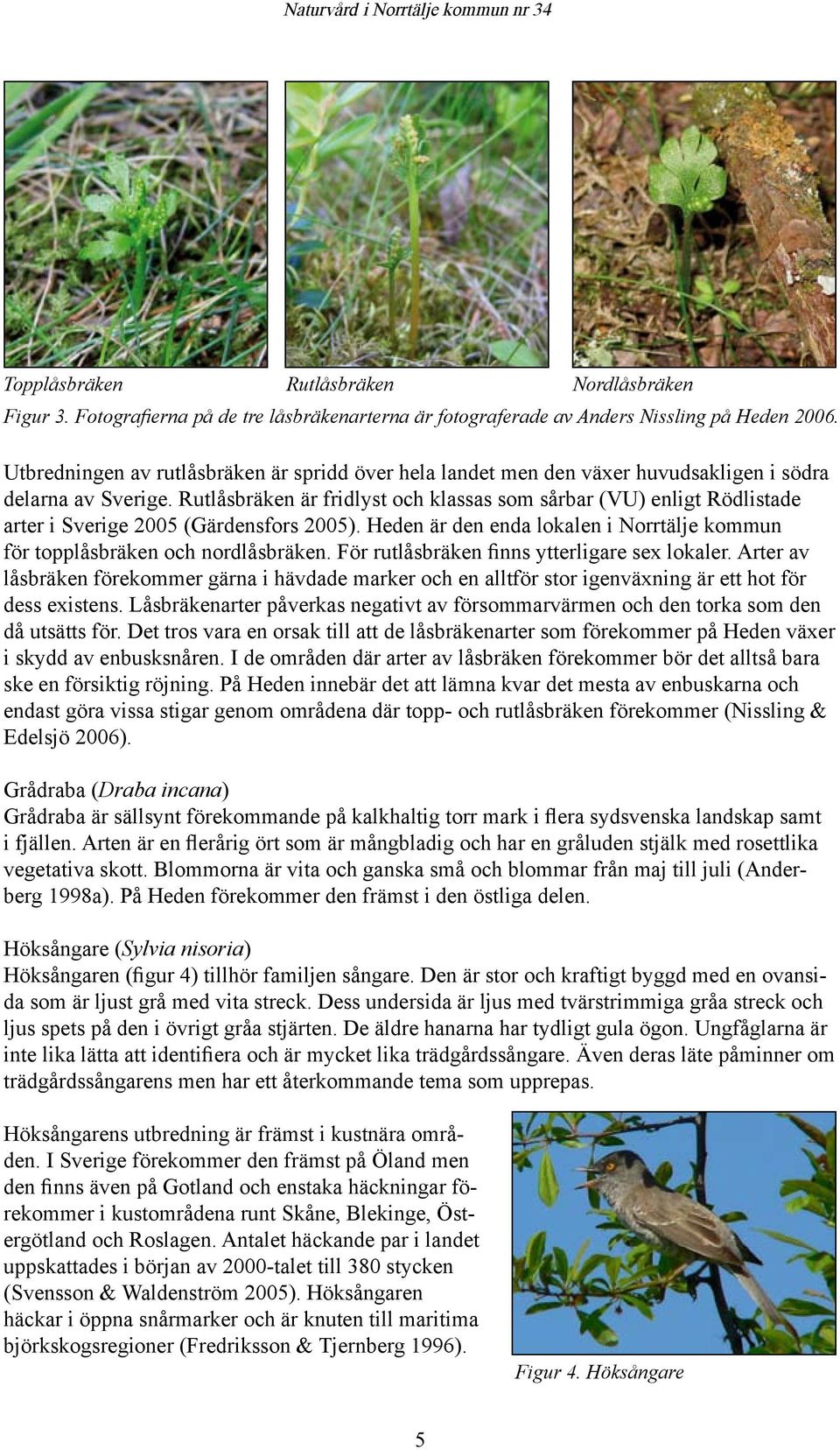 Rutlåsbräken är fridlyst och klassas som sårbar (VU) enligt Rödlistade arter i Sverige 2005 (Gärdensfors 2005). Heden är den enda lokalen i Norrtälje kommun för topplåsbräken och nordlåsbräken.