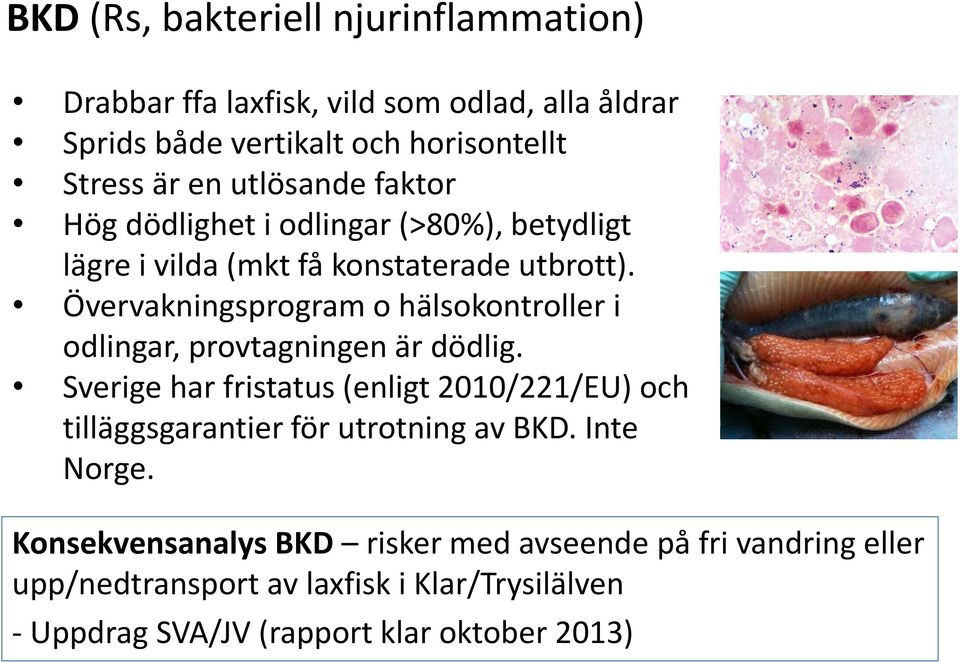 Övervakningsprogram o hälsokontroller i odlingar, provtagningen är dödlig.