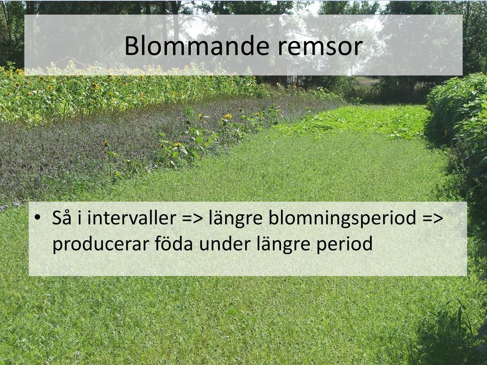 blomningsperiod =>