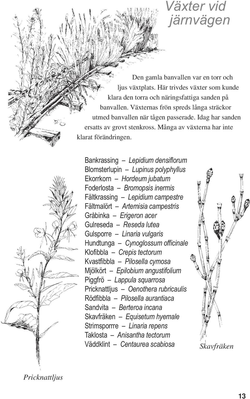 Bankrassing Lepidium densiflorum Blomsterlupin Lupinus polyphyllus Ekorrkorn Hordeum jubatum Foderlosta Bromopsis inermis Fältkrassing Lepidium campestre Fältmalört Artemisia campestris Gråbinka