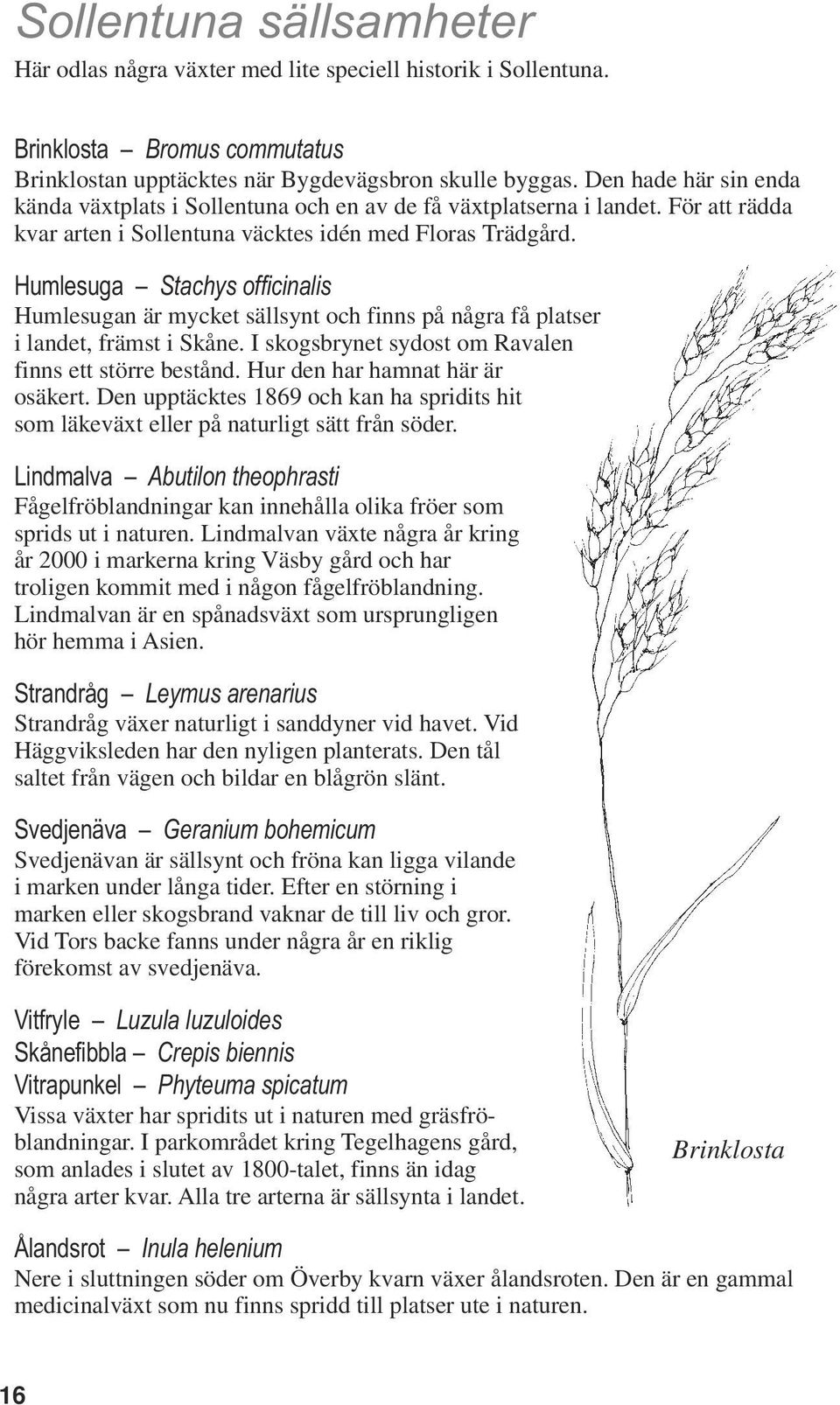 Humlesuga Stachys officinalis Humlesugan är mycket sällsynt och finns på några få platser i landet, främst i Skåne. I skogsbrynet sydost om Ravalen finns ett större bestånd.