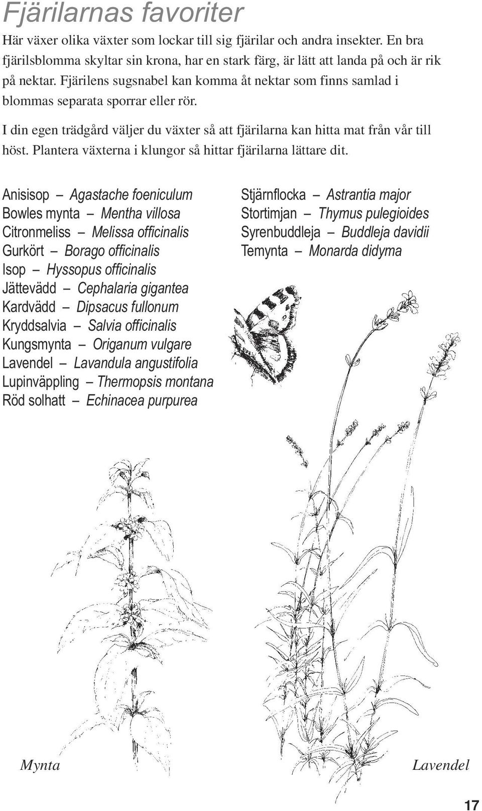 Plantera växterna i klungor så hittar fjärilarna lättare dit.