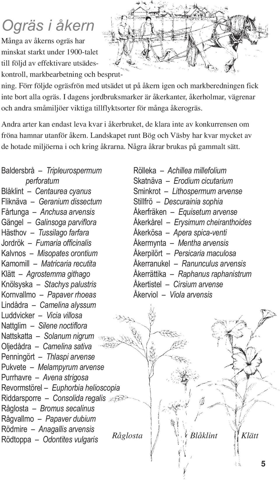 I dagens jordbruksmarker är åkerkanter, åkerholmar, vägrenar och andra småmiljöer viktiga tillflyktsorter för många åkerogräs.