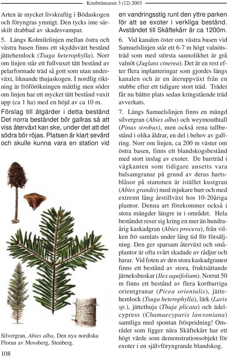 Norr om linjen står ett fullvuxet tätt bestånd av pelarformade träd så gott som utan underväxt, liknande thujaskogen.