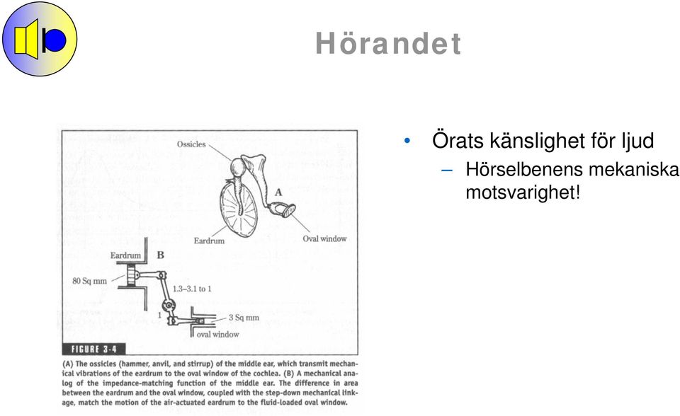 ljud Hörselbenens