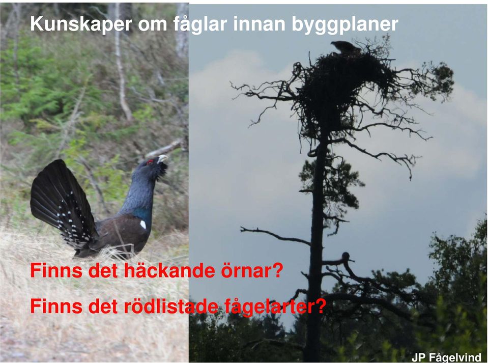 det häckande örnar?