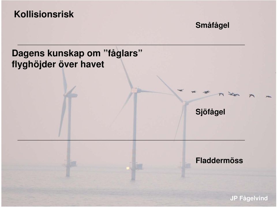 kunskap om fåglars