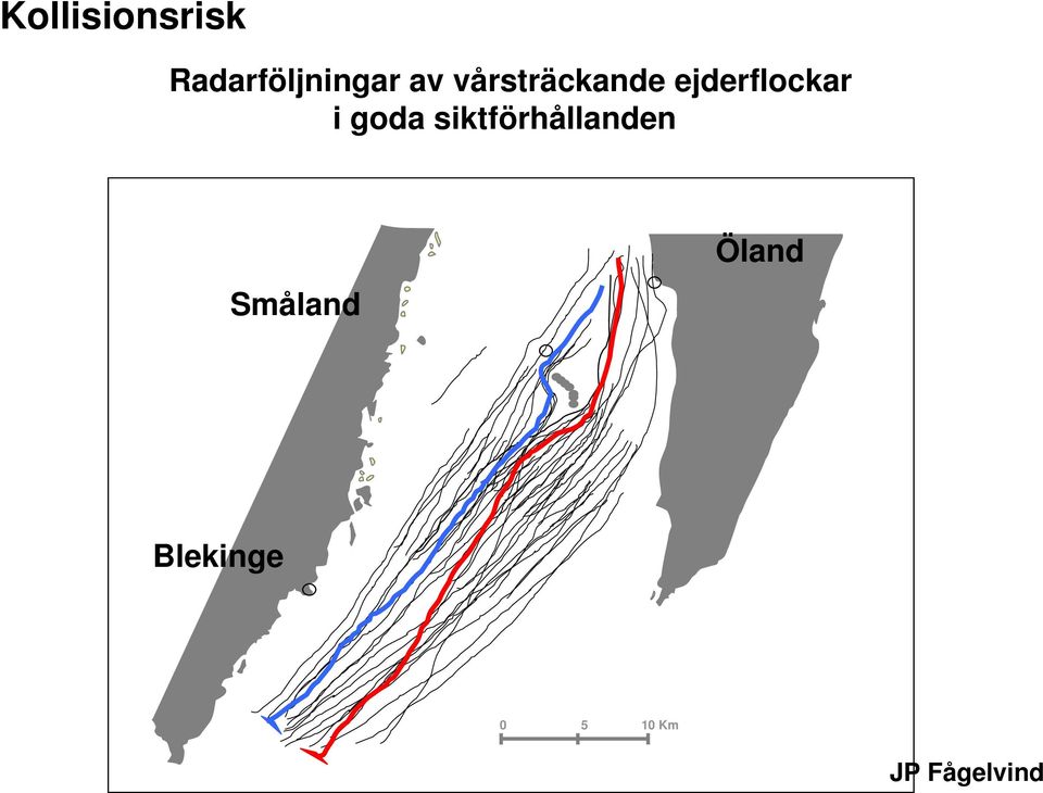 vårsträckande ejderflockar i