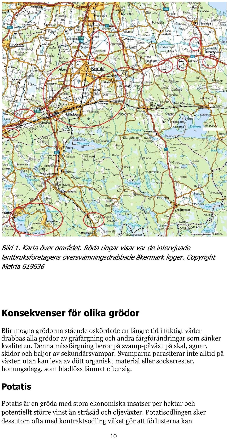 kvaliteten. Denna missfärgning beror på svamp-påväxt på skal, agnar, skidor och baljor av sekundärsvampar.