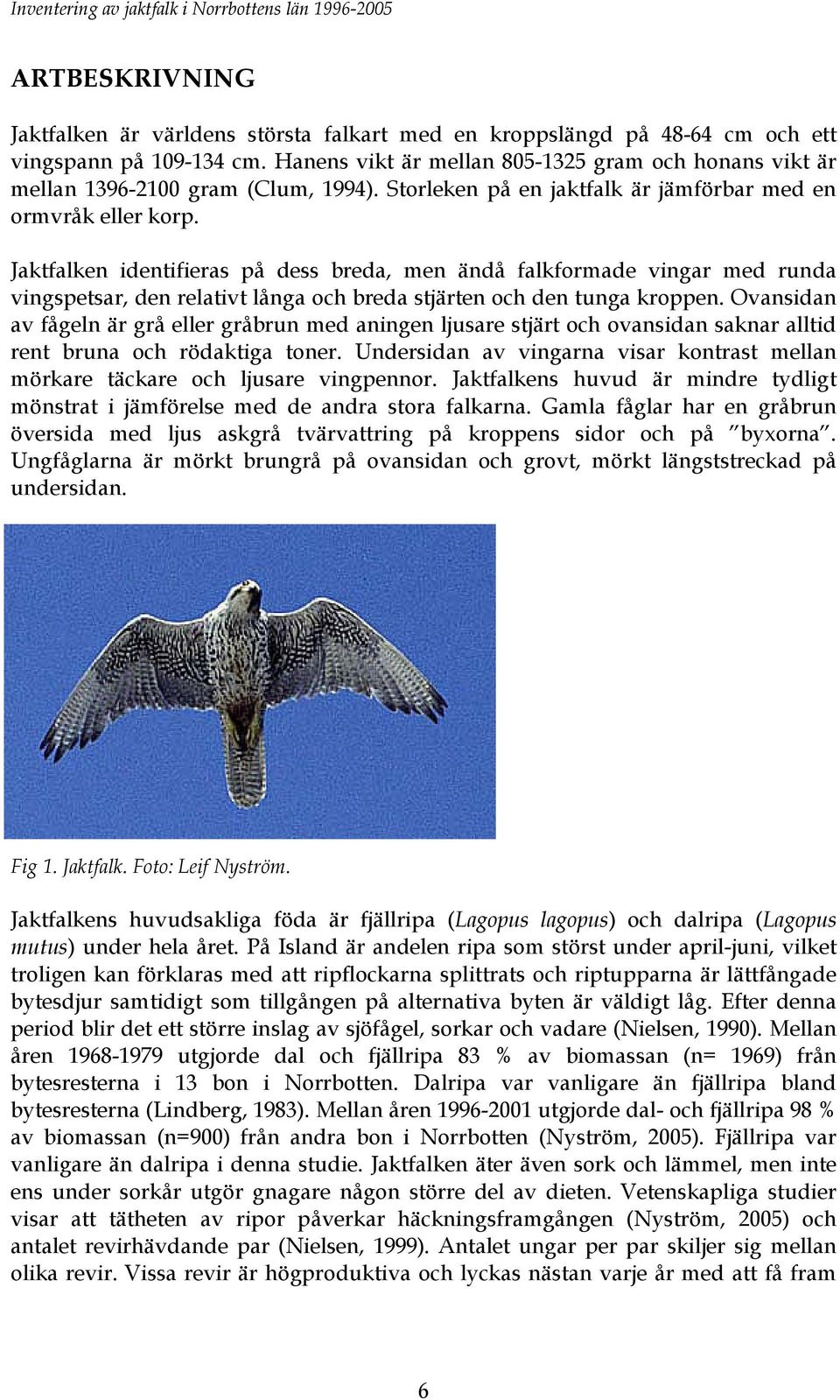Jaktfalken identifieras på dess breda, men ändå falkformade vingar med runda vingspetsar, den relativt långa och breda stjärten och den tunga kroppen.
