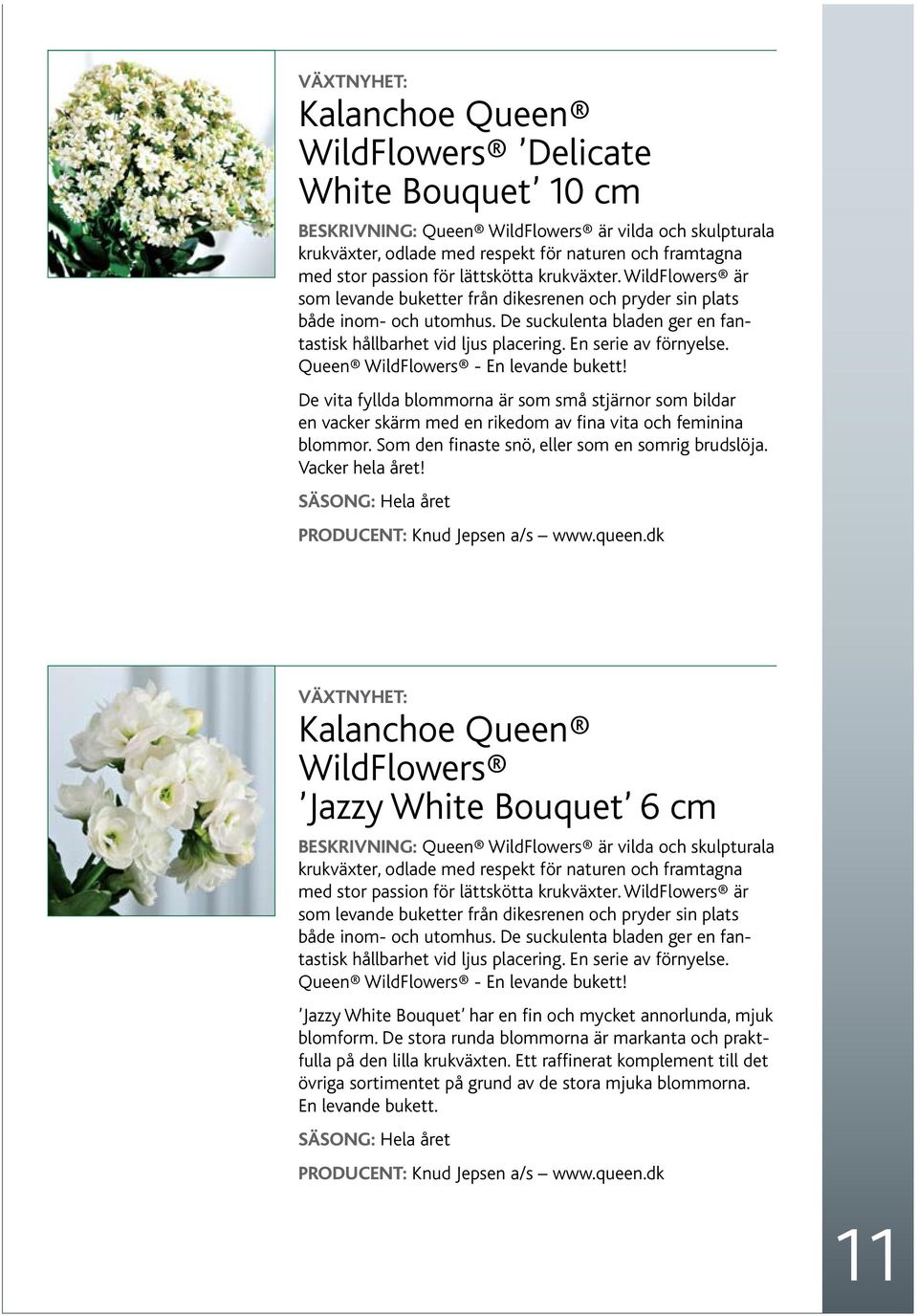 En serie av förnyelse. Queen WildFlowers - En levande bukett! De vita fyllda blommorna är som små stjärnor som bildar en vacker skärm med en rikedom av fina vita och feminina blommor.