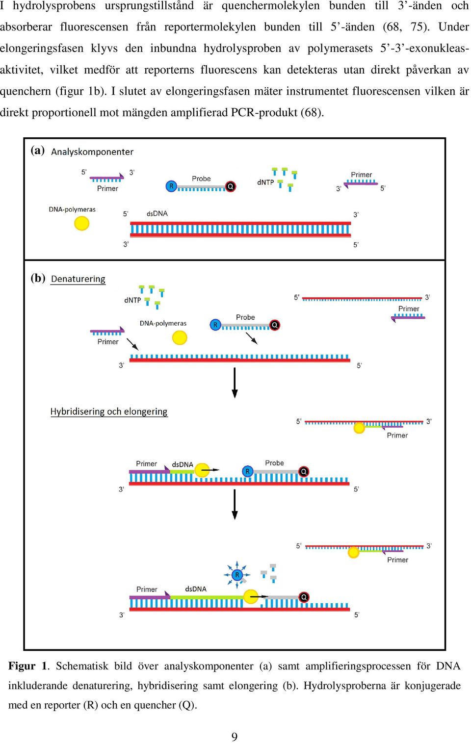 quenchern (figur 1b). I slutet av elongeringsfasen mäter instrumentet fluorescensen vilken är direkt proportionell mot mängden amplifierad PCR-produkt (68). (a) (b) Figur 1.