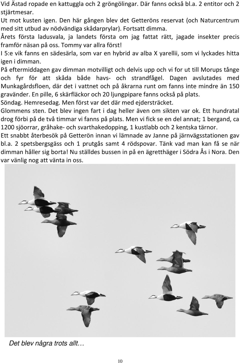 Årets första ladusvala, ja landets första om jag fattat rätt, jagade insekter precis framför näsan på oss. Tommy var allra först!