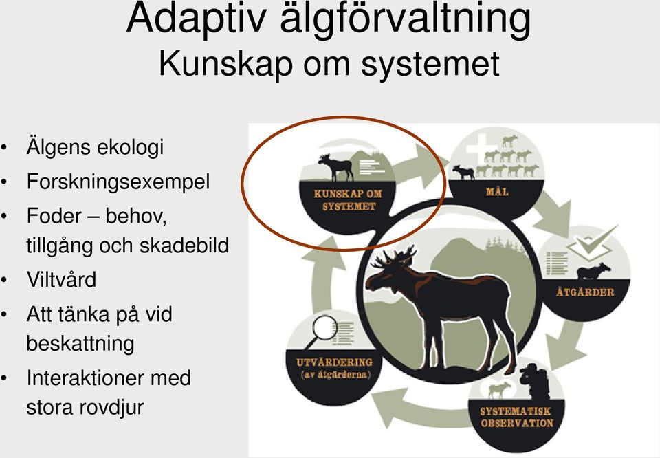 tillgång och skadebild Viltvård Att tänka på