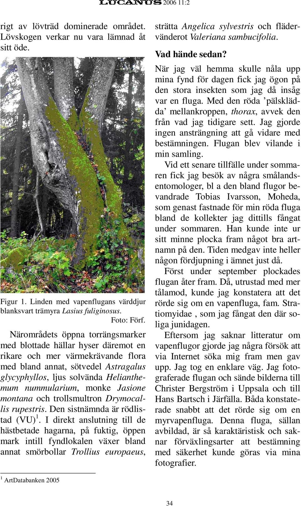 monke Jasione montana och trollsmultron Drymocallis rupestris. Den sistnämnda är rödlistad (VU) 1.