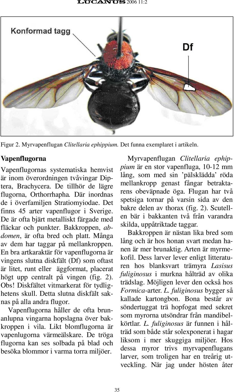 Bakkroppen, abdomen, är ofta bred och platt. Många av dem har taggar på mellankroppen.