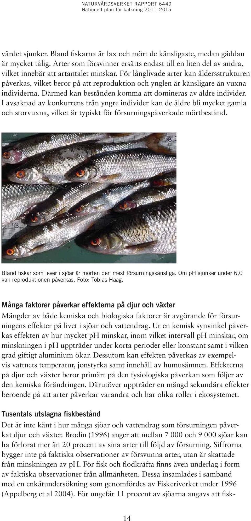 I avsaknad av konkurrens från yngre individer kan de äldre bli mycket gamla och storvuxna, vilket är typiskt för försurningspåverkade mörtbestånd.