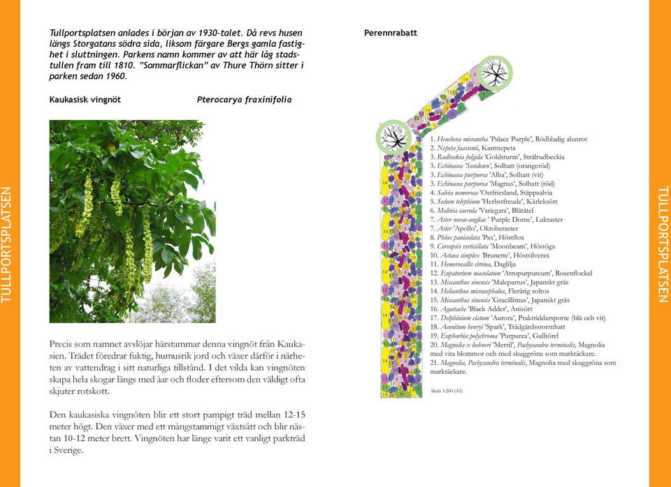 Kaukasisk vingnöt Pterocarya fraxinifolia Precis som namnet avslöjar härstammar denna vingnöt från Kaukasien.