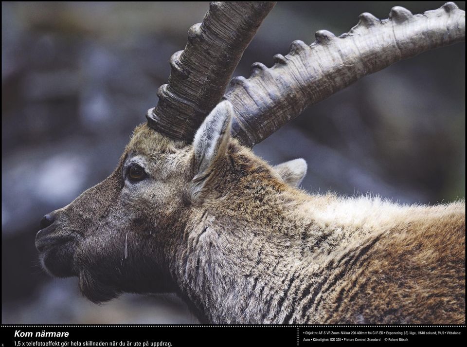 Objektiv: AF-S VR Zoom-Nikkor 200-400mm f/4 G IF-ED