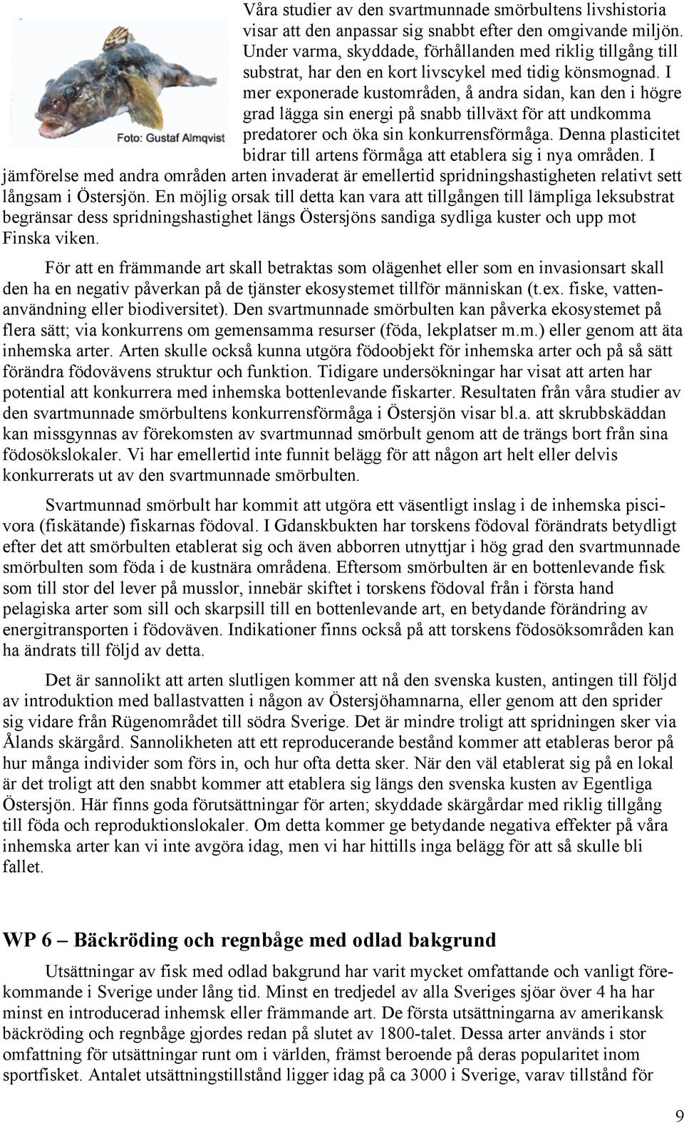I mer exponerade kustområden, å andra sidan, kan den i högre grad lägga sin energi på snabb tillväxt för att undkomma predatorer och öka sin konkurrensförmåga.