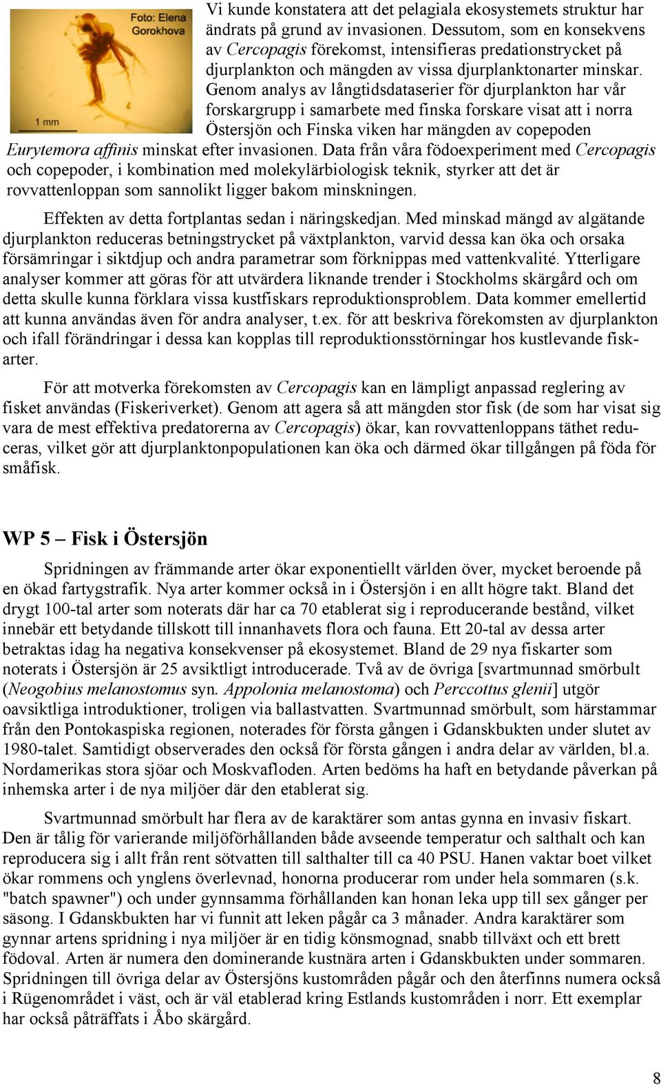 Genom analys av långtidsdataserier för djurplankton har vår forskargrupp i samarbete med finska forskare visat att i norra Östersjön och Finska viken har mängden av copepoden Eurytemora affinis