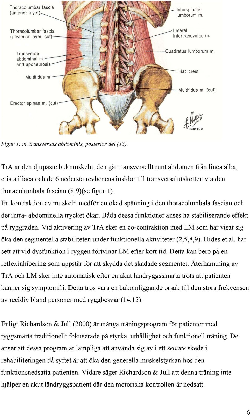 figur 1). En kontraktion av muskeln medför en ökad spänning i den thoracolumbala fascian och det intra- abdominella trycket ökar. Båda dessa funktioner anses ha stabiliserande effekt på ryggraden.