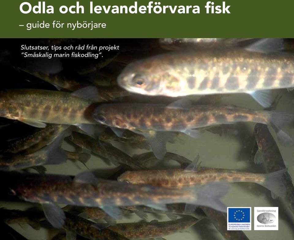 Slutsatser, tips och råd