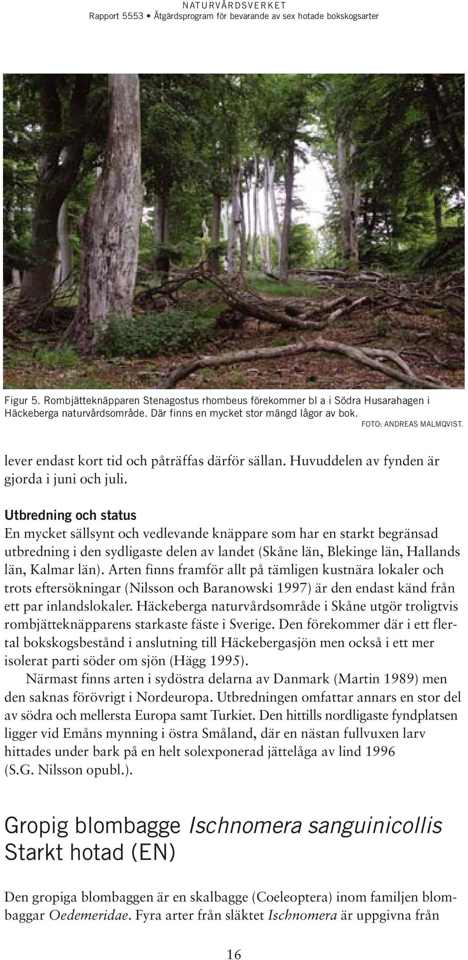 Utbredning och status En mycket sällsynt och vedlevande knäppare som har en starkt begränsad utbredning i den sydligaste delen av landet (Skåne län, Blekinge län, Hallands län, Kalmar län).