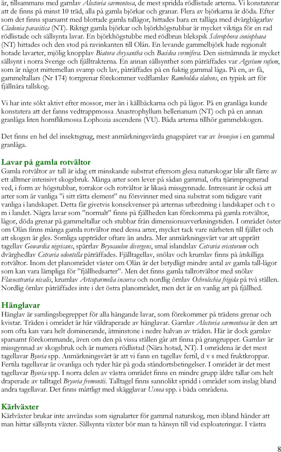 Riktigt gamla björkar och björkhögstubbar är mycket viktiga för en rad rödlistade och sällsynta lavar.