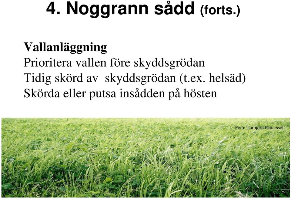 skyddsgrödan Tidig skörd av skyddsgrödan (t.