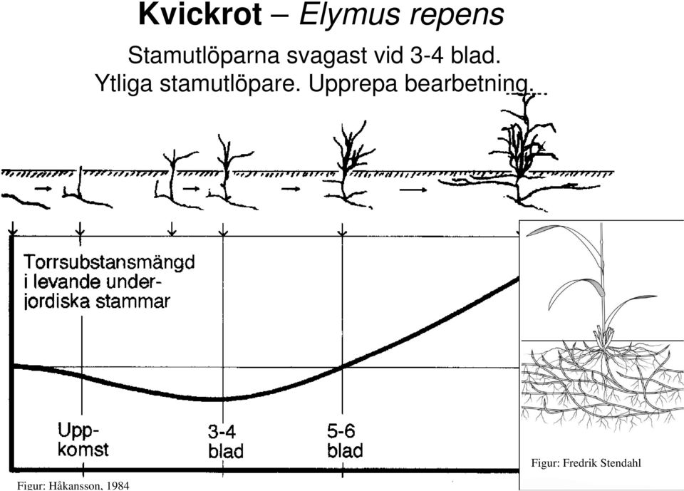 Ytliga stamutlöpare.