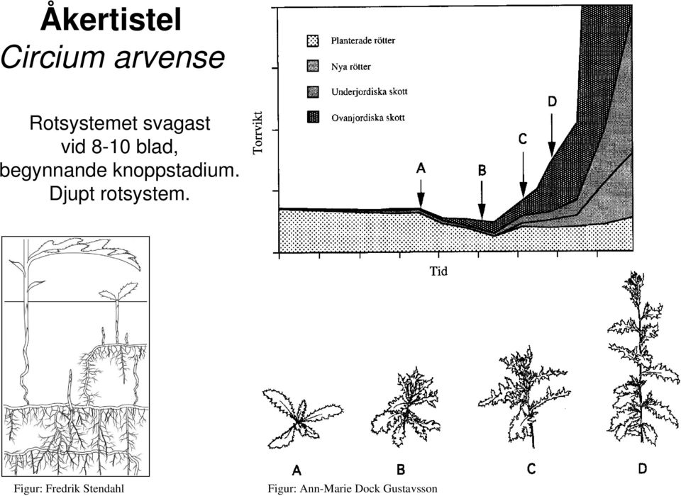 knoppstadium. Djupt rotsystem.