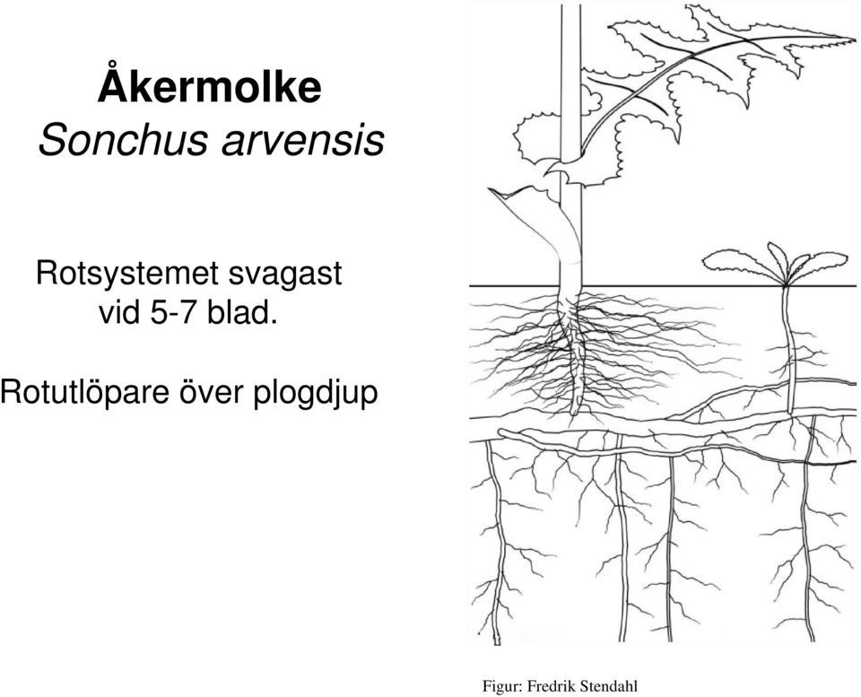 blad. Rotutlöpare över