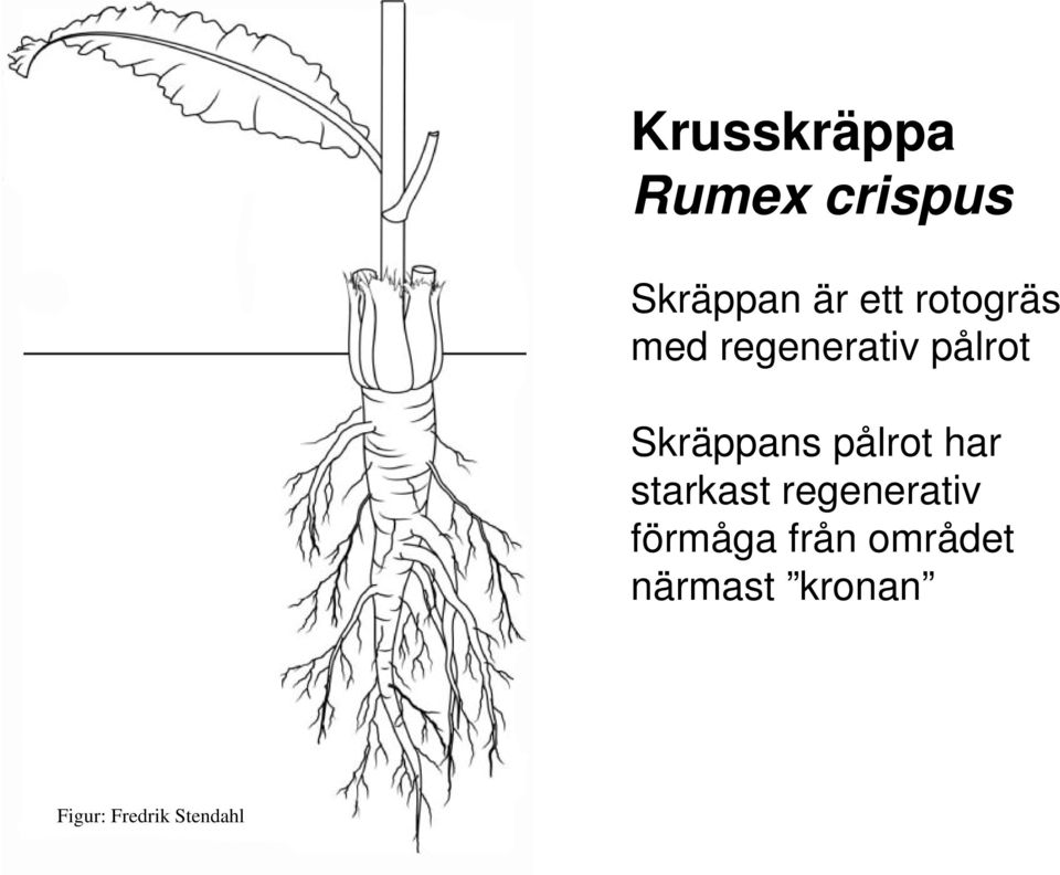 pålrot har starkast regenerativ förmåga