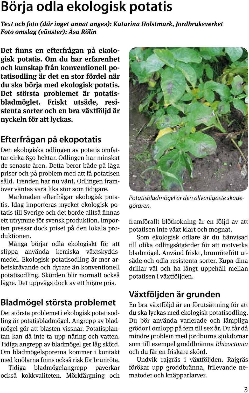 Friskt utsäde, resistenta sorter och en bra växtföljd är nyckeln för att lyckas. Efterfrågan på ekopotatis Den ekologiska odlingen av potatis omfattar cirka 850 hektar.