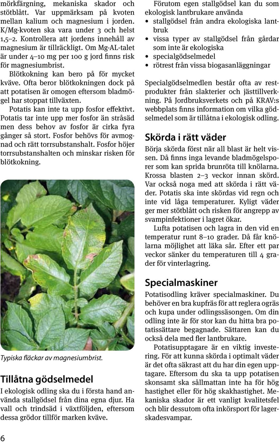 Ofta beror blötkokningen dock på att potatisen är omogen eftersom bladmögel har stoppat tillväxten. Potatis kan inte ta upp fosfor effektivt.