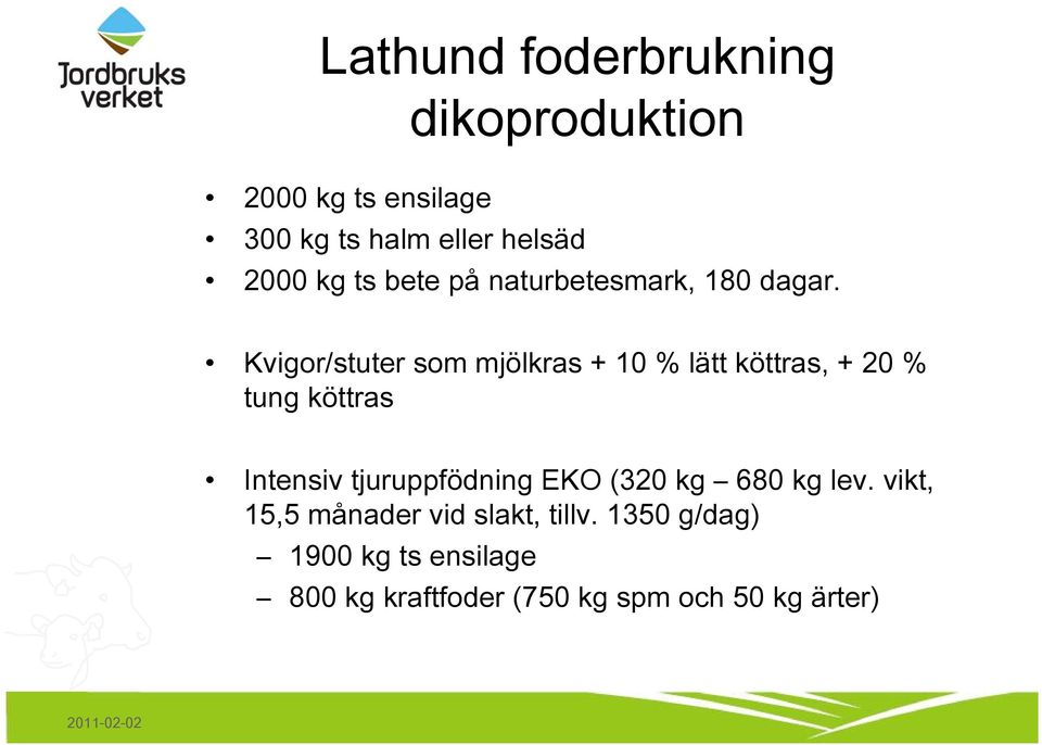 Kvigor/stuter som mjölkras + 10 % lätt köttras, + 20 % tung köttras Intensiv