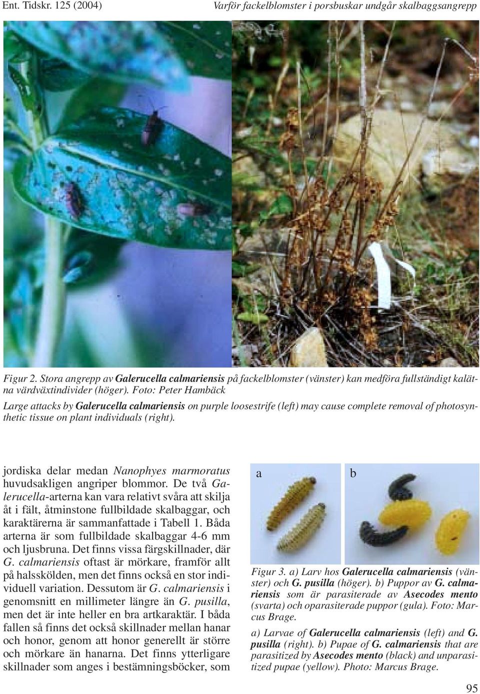 Foto: Peter Hambäck Large attacks by Galerucella calmariensis on purple loosestrife (left) may cause complete removal of photosynthetic tissue on plant individuals (right).