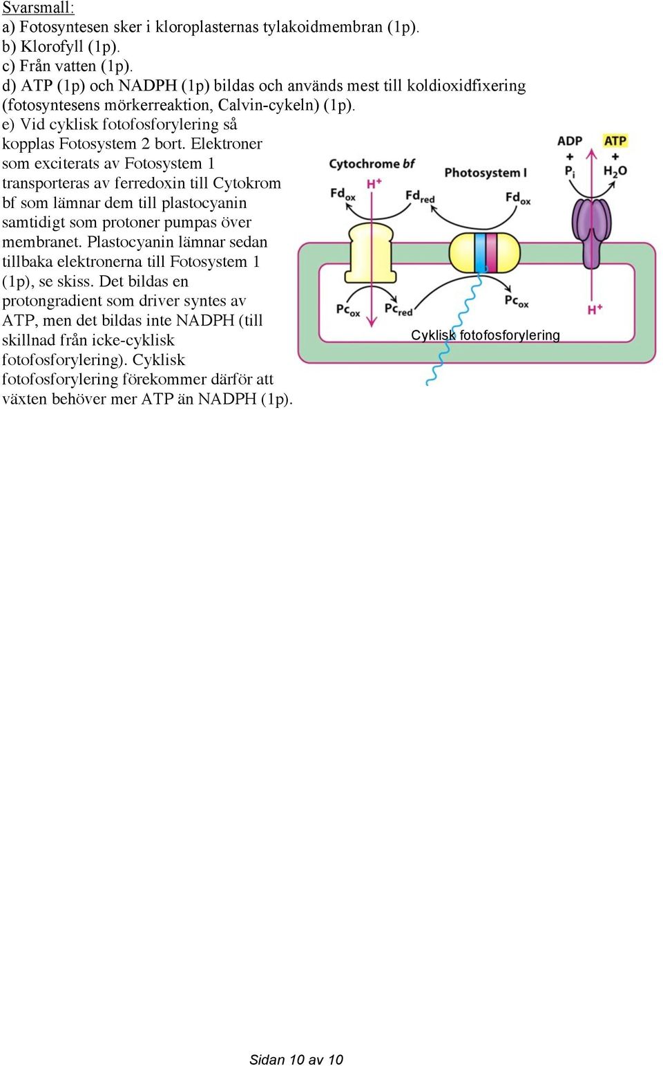 Elektroner som exciterats av Fotosystem 1 transporteras av ferredoxin till Cytokrom bf som lämnar dem till plastocyanin samtidigt som protoner pumpas över membranet.