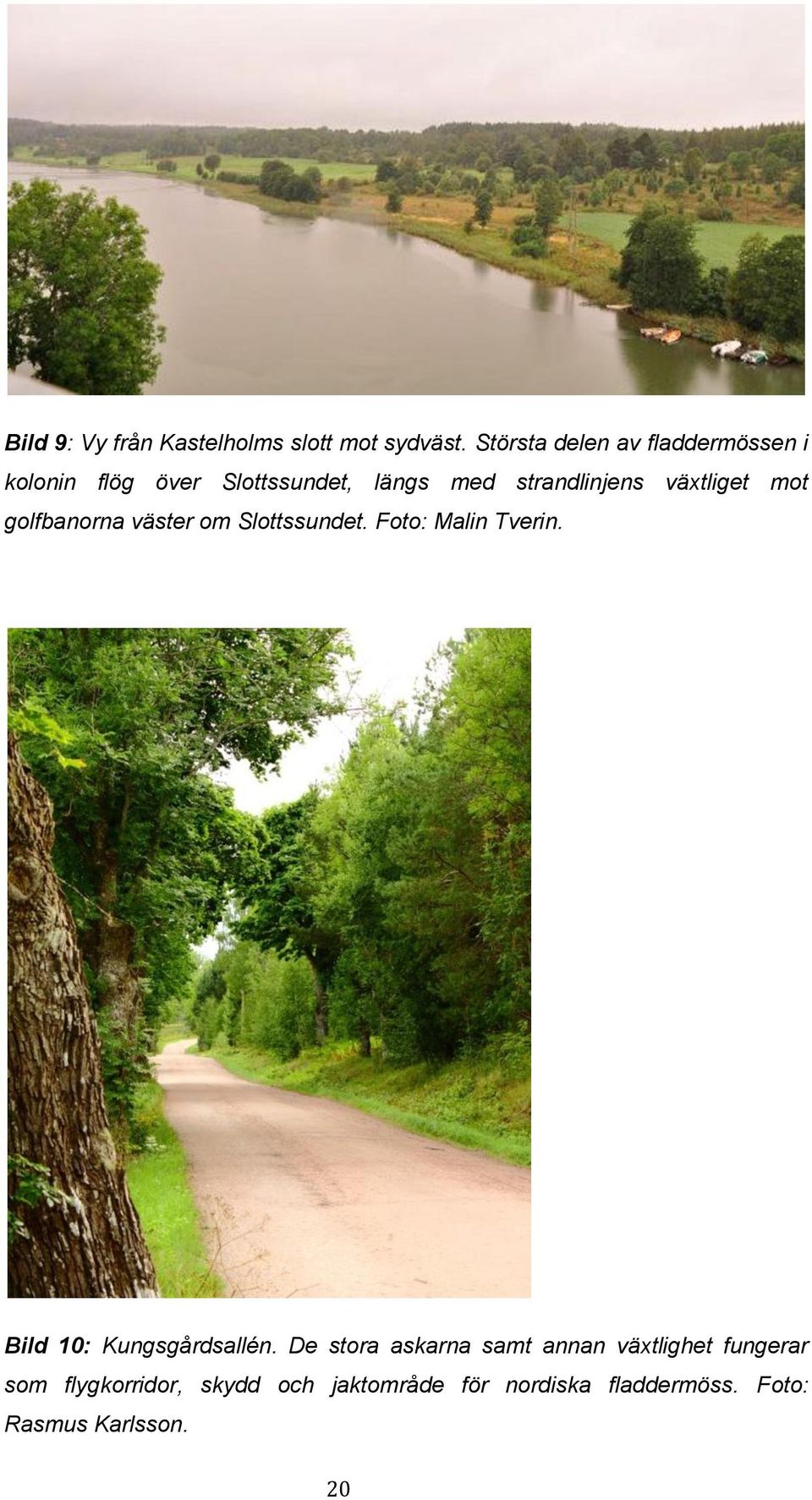 växtliget mot golfbanorna väster om Slottssundet. Foto: Malin Tverin.