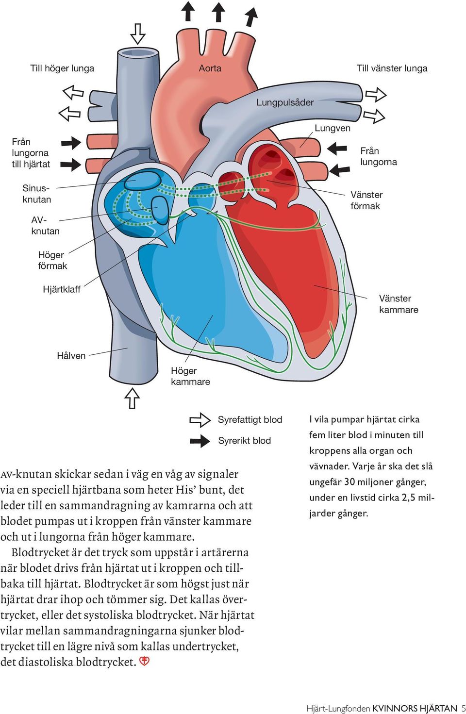 pumpas ut i kroppen från vänster kammare och ut i lungorna från höger kammare. Blodtrycket är det tryck som uppstår i artärerna när blodet drivs från hjärtat ut i kroppen och tillbaka till hjärtat.