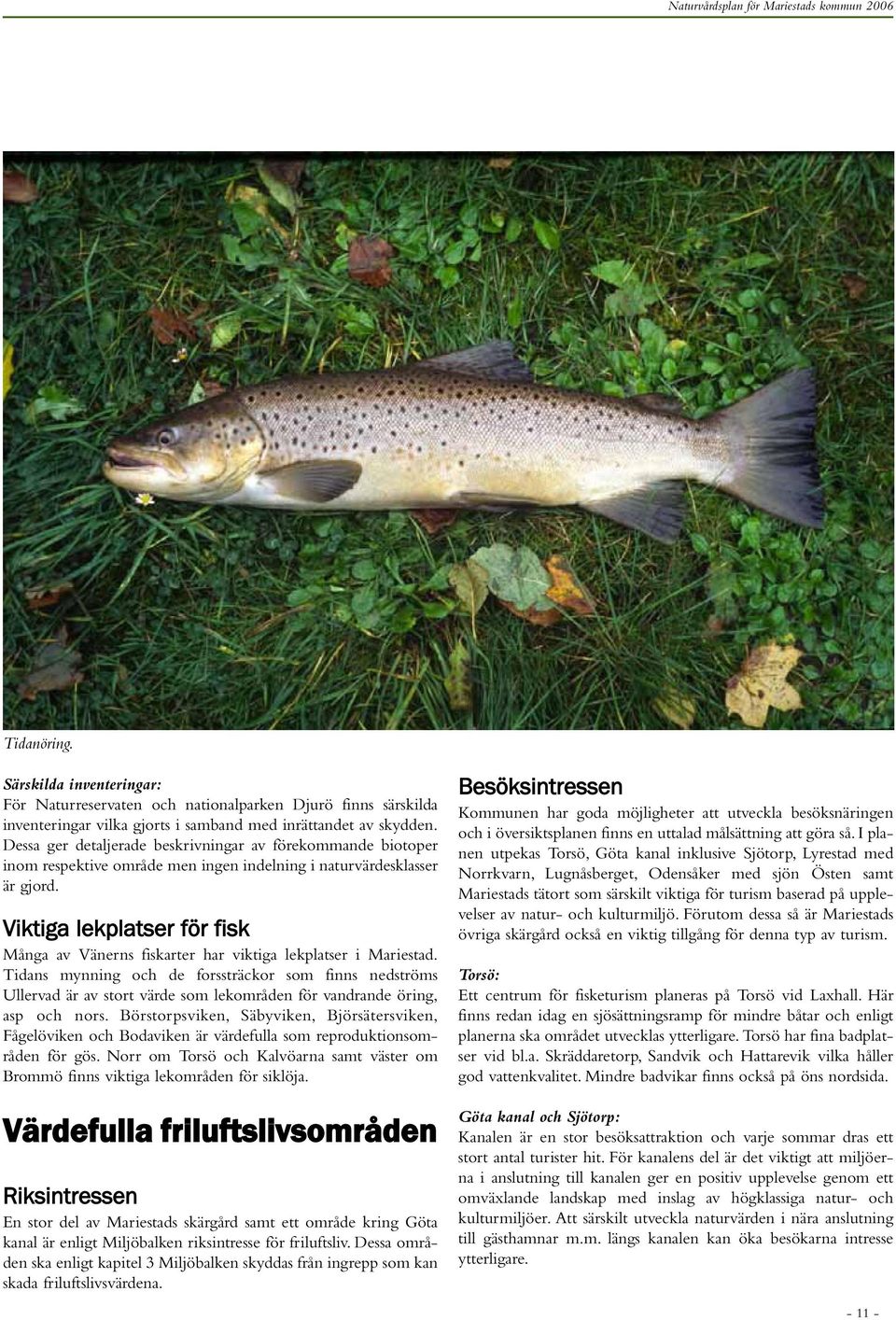 Viktiga lekplatser för fisk Många av Vänerns fiskarter har viktiga lekplatser i Mariestad.