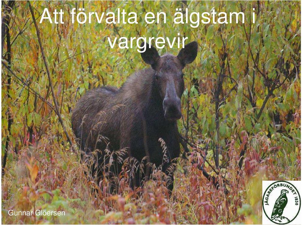 vargrevir
