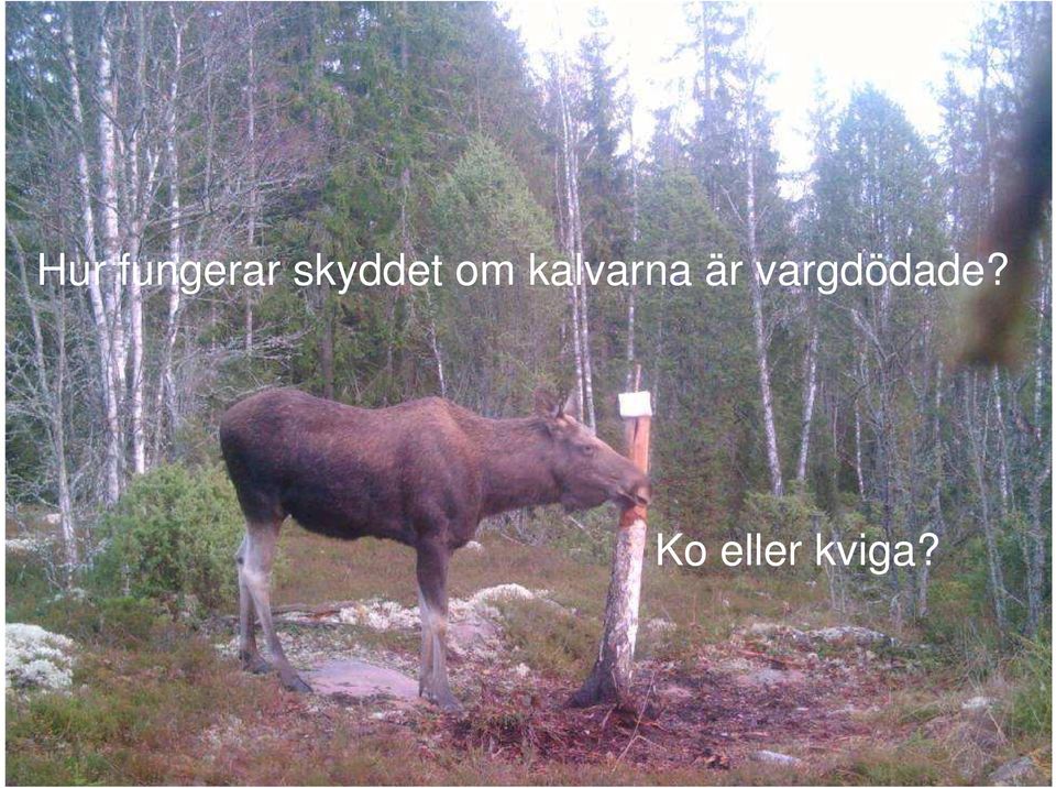 kalvarna är