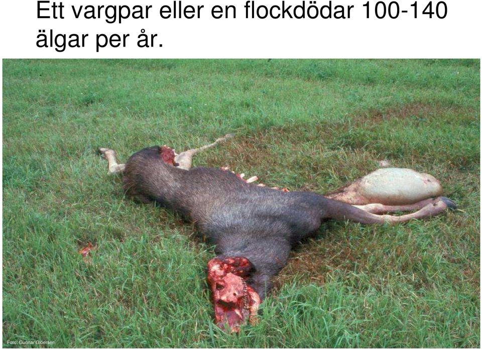 100-140 älgar per