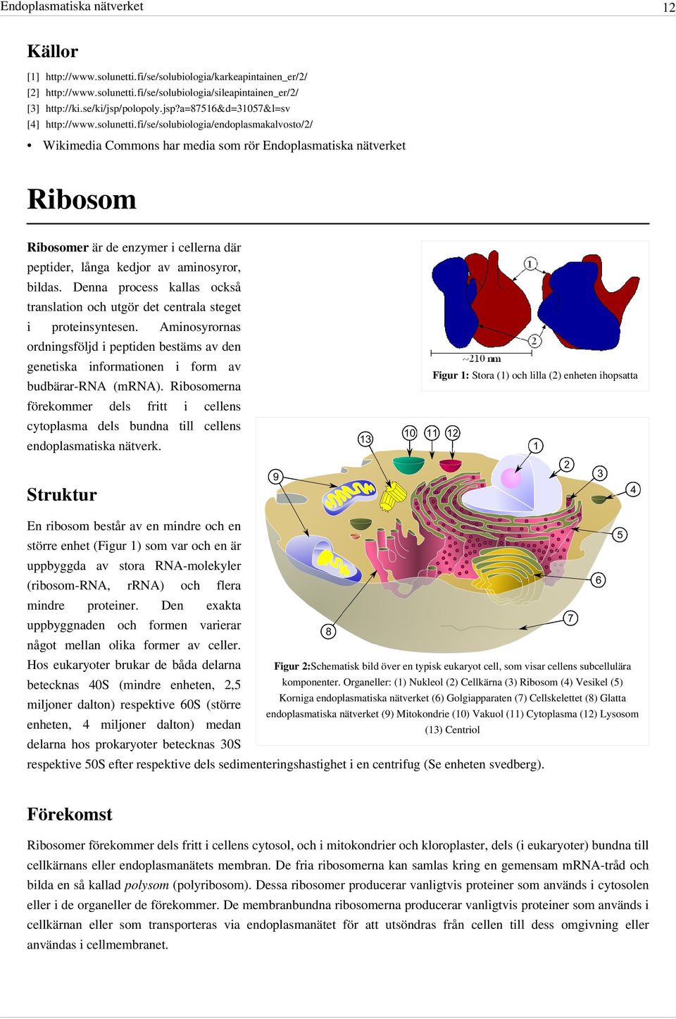 fi/ se/ solubiologia/ endoplasmakalvosto/ 2/ Wikimedia Commons har media som rör Endoplasmatiska nätverket Ribosom Ribosomer är de enzymer i cellerna där peptider, långa kedjor av aminosyror, bildas.