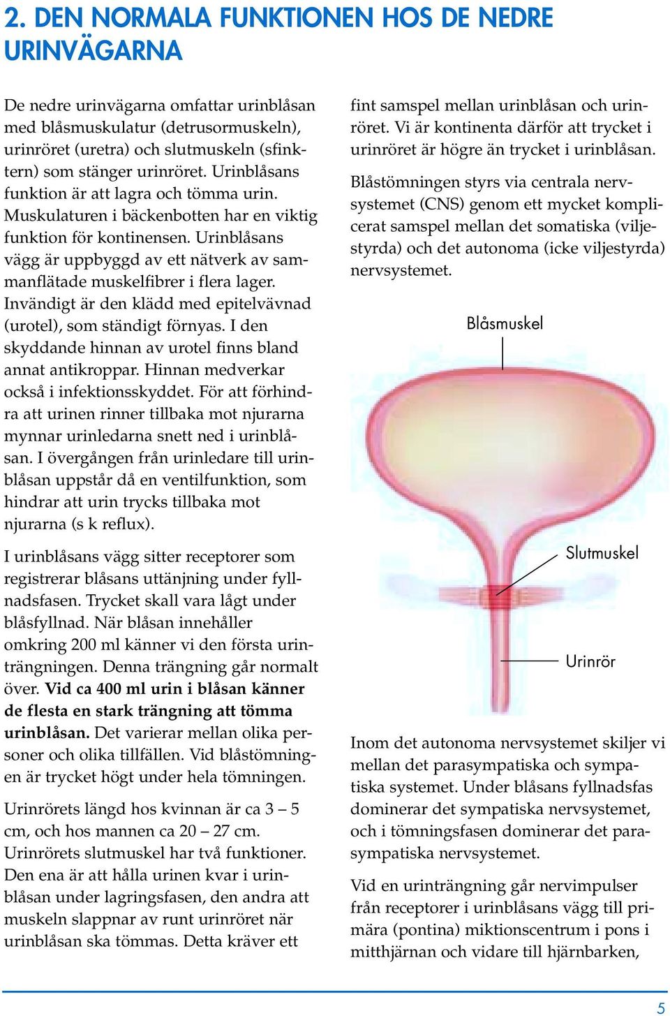 Urinblåsans vägg är uppbyggd av ett nätverk av sammanflätade muskelfibrer i flera lager. Invändigt är den klädd med epitelvävnad (urotel), som ständigt förnyas.